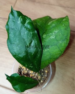 Hoya svetlana