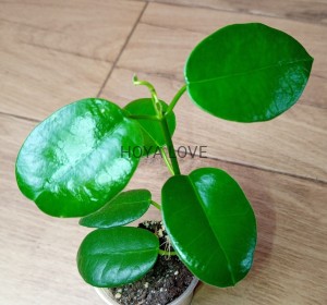Hoya gigas