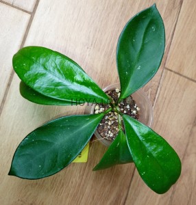Hoya skinneriana