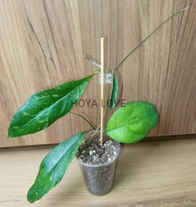 Hoya sp. chicken farm splash
