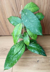 Hoya sp. previously vitellinodes