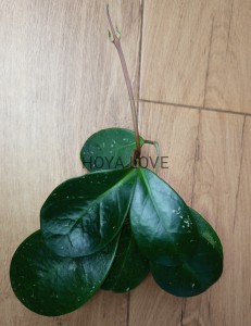 Hoya cv. David's green cup