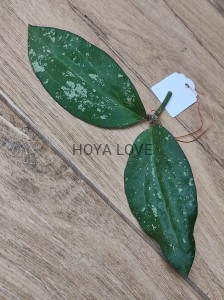Hoya belladona
