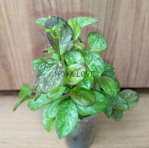 Hoya collina
