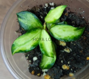 Hoya lacunosa bruno tricolor