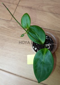 Hoya hellwigiana