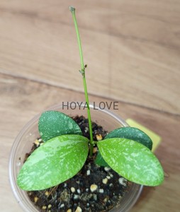 Hoya ETS-10