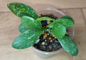 Hoya ETS-10