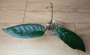 Hoya seanie (archboldiana x onychoides) 