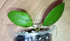 Hoya caudata sumatra