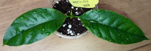 Hoya multiflora albomarginata