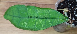Hoya Perak Teddy Bear red corona = peninsularis= sp. Lata Iskandar A