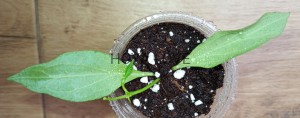 Hoya nicholsoniae new guinea ghost