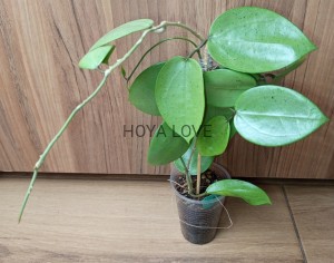 Hoya verticillata silver