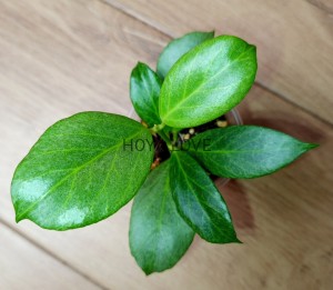 Hoya obscura silver cryptic chrome