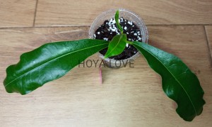 Hoya imperialis red