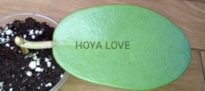 Hoya silver dollar