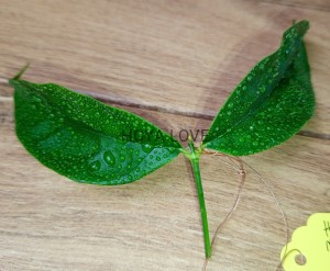 Hoya narcissiflora 