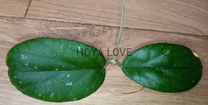 Hoya cv. elephant AH027