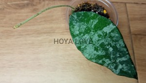 Hoya caudata gold