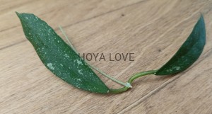 Hoya scortechinii UT 001