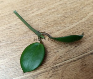 Hoya sipitagensis