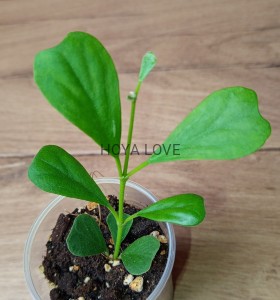 Hoya manipurensis