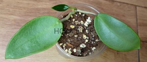 Hoya silver dollar