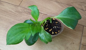 Hoya pachyclada albomarginata