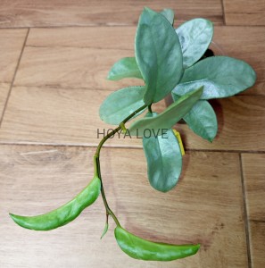Hoya carnosa nova ghost (green form h. argentea princess)