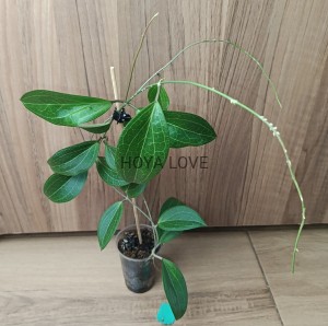 Hoya persicina