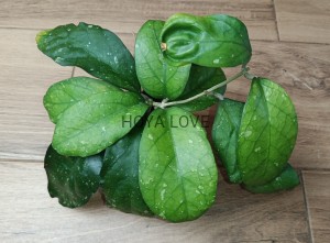 Hoya AH049