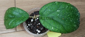 Hoya cv. elephant AH027