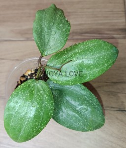 Hoya latifolia silver