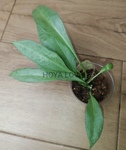 Hoya nicholsoniae new guinea ghost