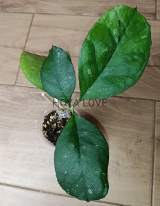 Hoya svetlana