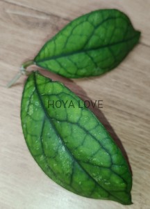 Hoya larisa