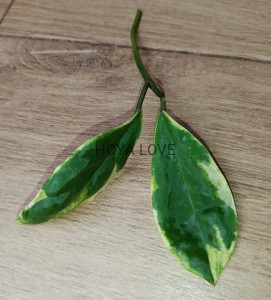 Hoya incrassata albomarginata eclipse