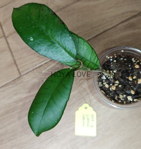 Hoya sp. gunung gading