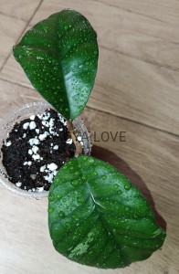 Hoya sp. ivory mountain borneo