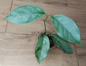  Hoya coriacea silver
