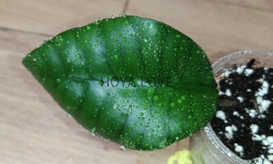 Hoya sp. ivory mountain borneo