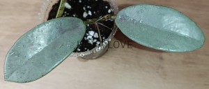 Hoya carnosa Wilbur Graves Silver