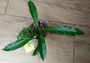 Hoya griffithii splash= sp. NOID HongHe, YunNan
