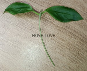 Hoya darwinii