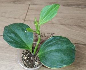Hoya pachyclada albomarginata
