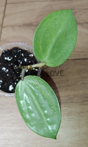 Hoya verticillata silver