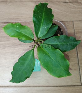 Hoya patricia