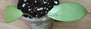 Hoya snow cui silver 