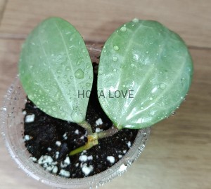Hoya latifolia silver